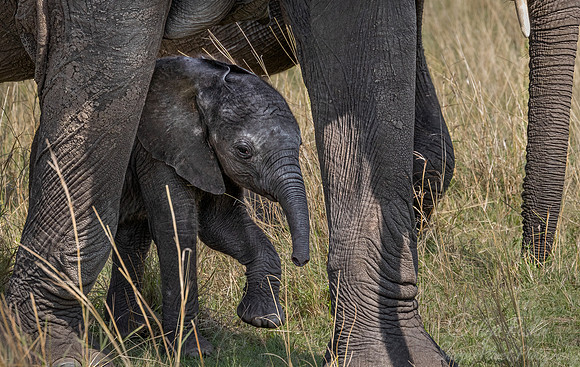 120 African Bush Elephant calve (Loxodonta africana) - Masai Mara Kenya