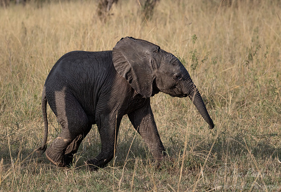 116 African Bush Elephant calve (Loxodonta africana) - Masai Mara Kenya