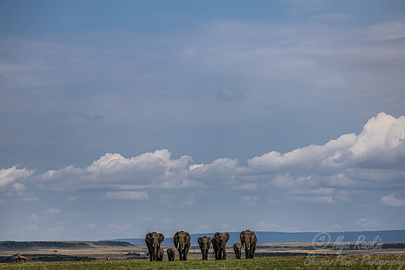 115 African Bush Elephants (Loxodonta africana) - Masai Mara Kenya