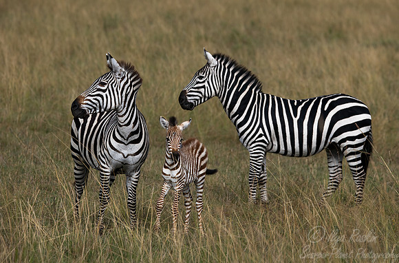 150 Plains zebra (Equus quagga, formerly Equus burchellii) - Masai Mara Kenya