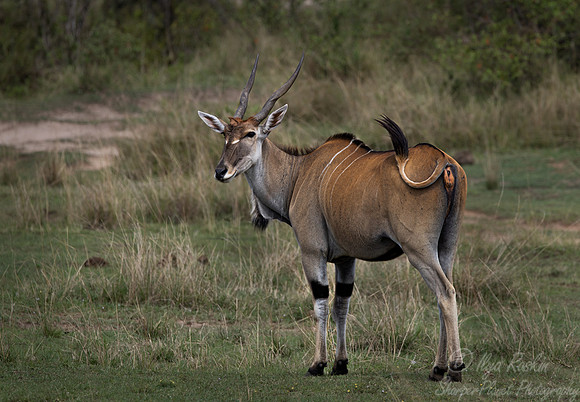 365 Common eland (Taurotragus oryx) - Masai Mara Kenya