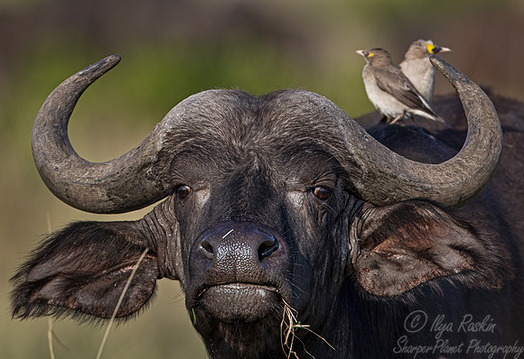 366 Cape buffalo (Syncerus caffer caffer) - Masai Mara Kenya