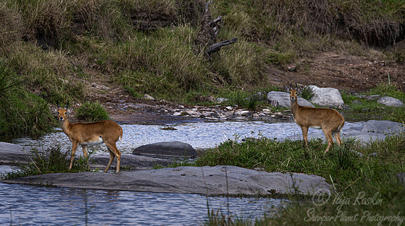 368 Bohor reedbucks (Redunca redunca) - Masai Mara Kenya