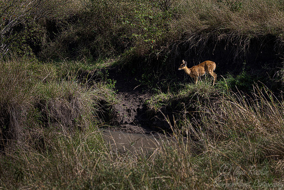 367 Bohor reedbuck (Redunca redunca) - Masai Mara Kenya