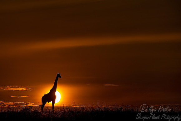 370 Masai giraffe (Giraffa tippelskirchi) - Masai Mara Kenya
