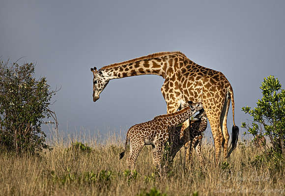 372 Masai giraffes (Giraffa tippelskirchi) - Masai Mara Kenya