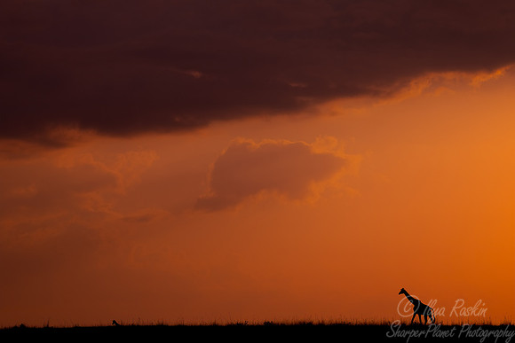 371 Masai giraffe (Giraffa tippelskirchi) - Masai Mara Kenya