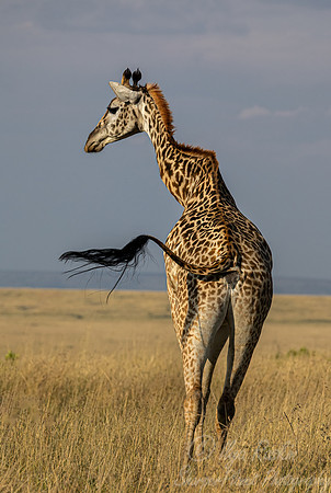 373 Masai giraffes (Giraffa tippelskirchi) - Masai Mara Kenya