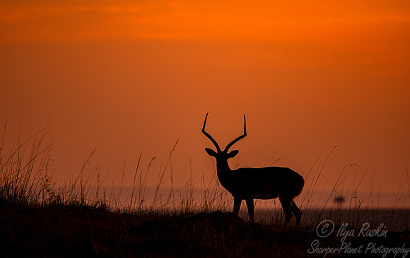377 Impala (Aepyceros melampus) - Masai Mara Kenya