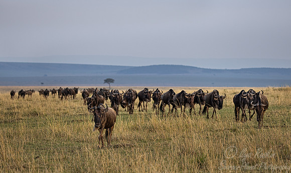 380 Blue wildebeest (Connochaetes taurinus) - Masai Mara