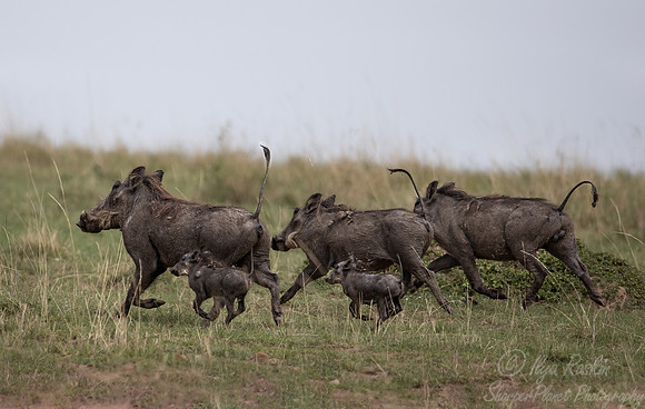 381 Warthogs (Phacochoerus africanus) - Masai Mara