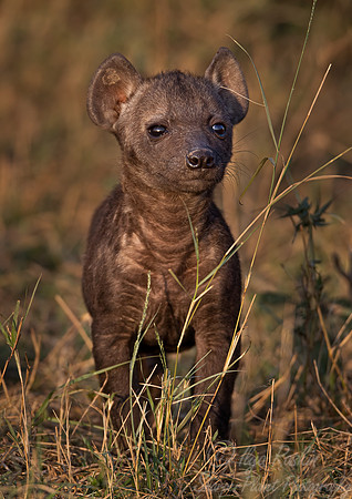 386 Spotted or Laughing Hyena cub (Crocuta crocuta) - Masai Mara Kenya