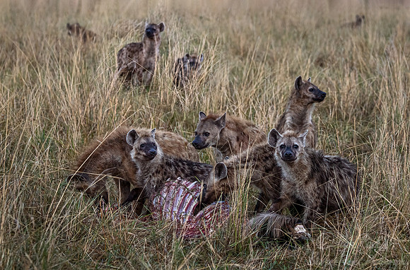 389 Spotted or Laughing Hyenas (Crocuta crocuta) - Masai Mara Kenya