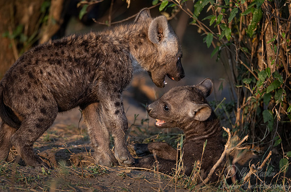 388 Spotted or Laughing Hyena cubs (Crocuta crocuta) - Masai Mara Kenya