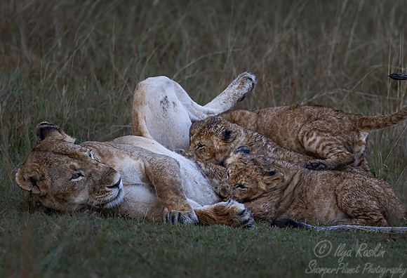 189 Lions (Panthera leo) - Masai Mara Kenya