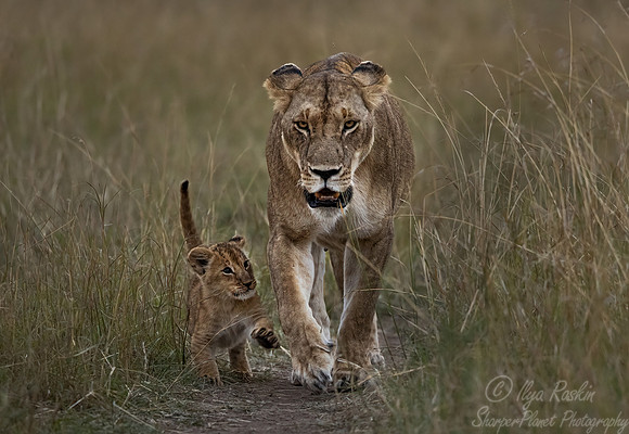 186 Lions (Panthera leo) - Masai Mara Kenya