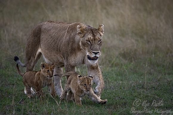 188 Lions (Panthera leo) - Masai Mara Kenya
