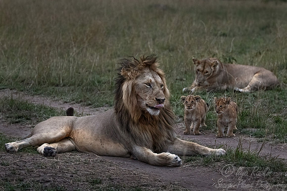 185 Lions (Panthera leo) - Masai Mara Kenya