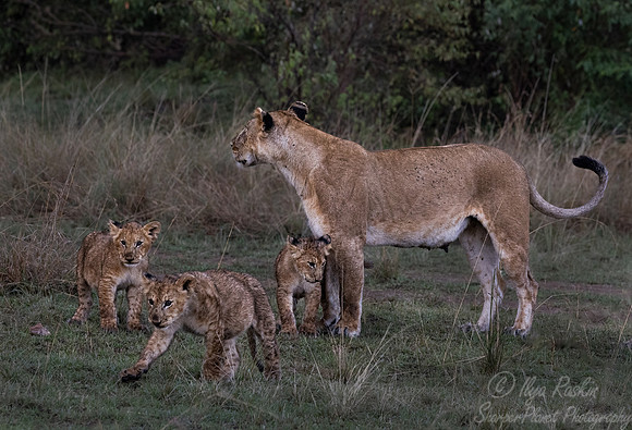190 Lions (Panthera leo) - Masai Mara Kenya
