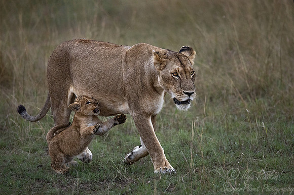 187 Lions (Panthera leo) - Masai Mara Kenya