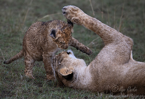 191 Lions (Panthera leo) - Masai Mara Kenya