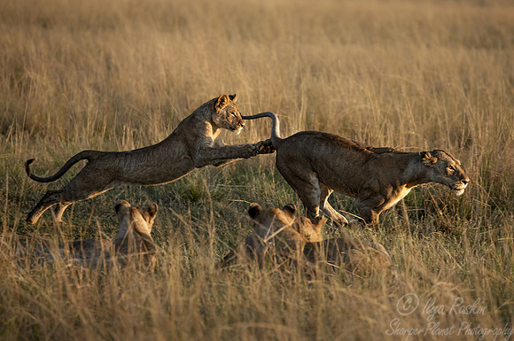 192 Lions (Panthera leo) - Masai Mara Kenya