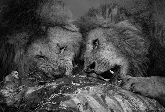 194 Lions (Panthera leo) - Masai Mara Kenya
