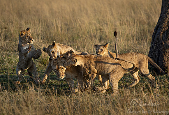193 Lions (Panthera leo) - Masai Mara Kenya