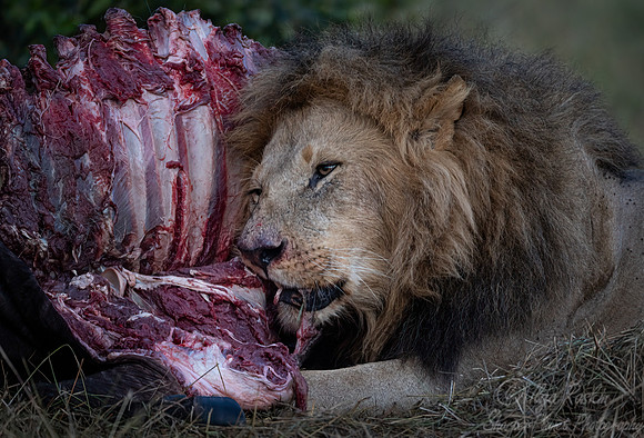 195 Lion (Panthera leo) - Masai Mara Kenya