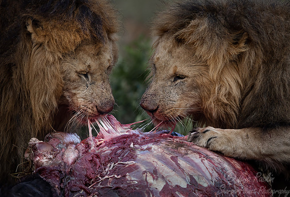 196 Lion (Panthera leo) - Masai Mara Kenya