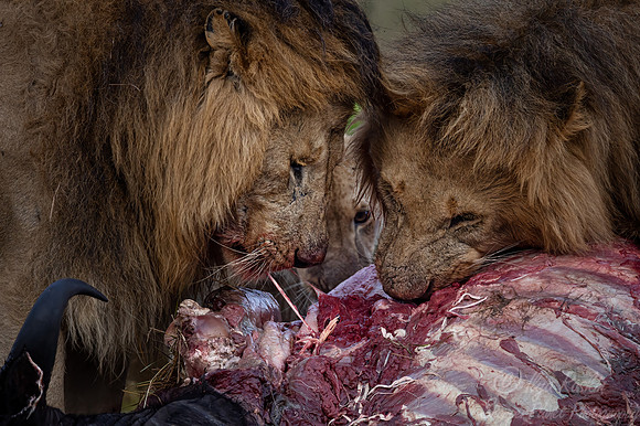 197 Lion (Panthera leo) - Masai Mara Kenya