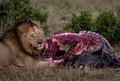199 Lion (Panthera leo) - Masai Mara Kenya