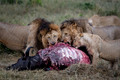 198 Lion (Panthera leo) - Masai Mara Kenya