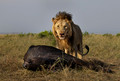 201 Lion (Panthera leo) - Masai Mara Kenya