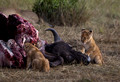 200 Lion (Panthera leo) - Masai Mara Kenya
