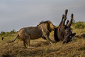 202 Lion (Panthera leo) - Masai Mara Kenya