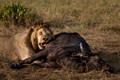 203 Lion (Panthera leo) - Masai Mara Kenya