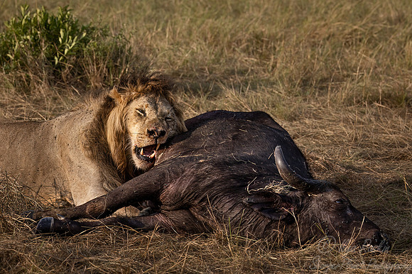 203 Lion (Panthera leo) - Masai Mara Kenya