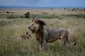 204 Lion (Panthera leo) - Masai Mara Kenya