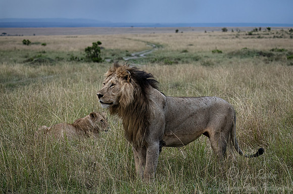 204 Lion (Panthera leo) - Masai Mara Kenya