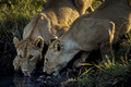 206 Lions (Panthera leo) - Masai Mara Kenya