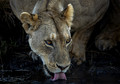 207 Lion (Panthera leo) - Masai Mara Kenya