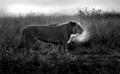 208 Lion (Panthera leo) - Masai Mara Kenya