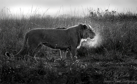 208 Lion (Panthera leo) - Masai Mara Kenya