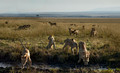 205 Lion (Panthera leo) - Masai Mara Kenya