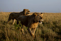 209 Lions (Panthera leo) - Masai Mara Kenya