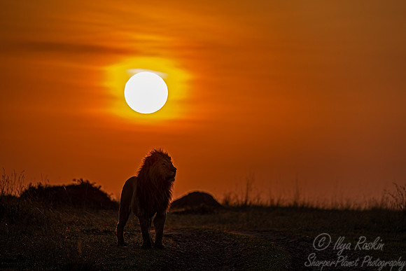 211 Lion (Panthera leo) - Masai Mara Kenya