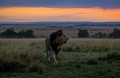 212 Lion (Panthera leo) - Masai Mara Kenya