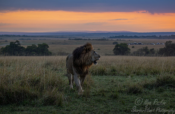 212 Lion (Panthera leo) - Masai Mara Kenya