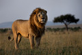213 Lion (Panthera leo) - Masai Mara Kenya